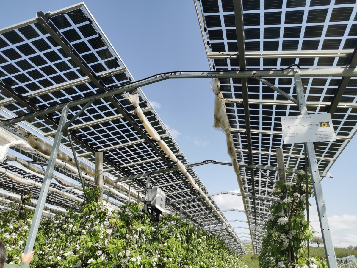 Die Agri-PV-Pilotanlage auf einer Apfelplantage des Obsthof Bernhard erzeugt auf der Anbaufläche sauberen Strom. Bild: Theresa Loos
